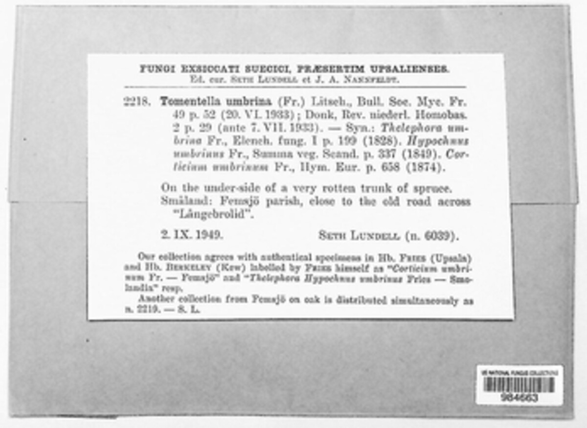 Polyozellus umbrinus image